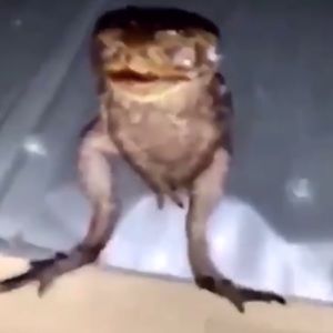 Meet your Posher, Dorian